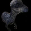 Pachy Dinosaur Half Body Static Prop