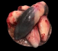 Animal Prop Beef Tongues -Bloodline Effects Store 60a069 18bc648e2cf24d96b1759fbee73aee75mv2