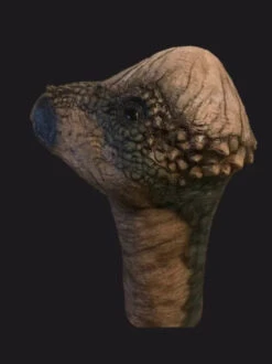 Pachy Dinosaur Head Prop -Bloodline Effects Store 60a069 18c6c9031cd34b439d1702d4c2e9bb6cmv2