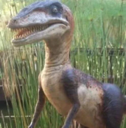 Velociraptor Static Dinosaur Display Prop Static -Bloodline Effects Store 60a069 1c92af6665ca4645a81d73f9e5c43ee0mv2