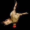 Animal Prop Chicken Hanging - HeadBROWN -Bloodline Effects Store 60a069 362db267f86c41afa25c0cdfaf476547mv2