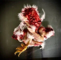 Animal Prop Chicken Combo 3 Piece -Bloodline Effects Store 60a069 3ad3ebcdaa1d4f6c865464449bdc782bmv2