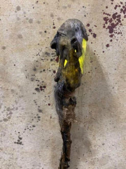 6' Lighted Shrunken Head Swamp Stick -Bloodline Effects Store 60a069 3e4f8b644cc34552b1d7858b311caa3fmv2