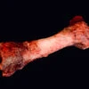 Animal Prop Meat Bone 1 Animal Prop Meat Bone -Bloodline Effects Store 60a069 41fcf620c03b49b791a012d326fd75c8mv2