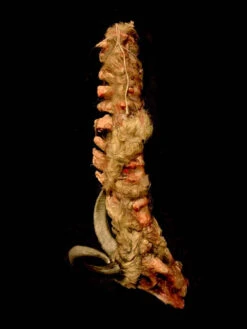 Animal Prop Goat Carcass