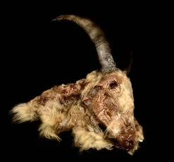 Animal Prop Goat Head Rotted Deluxe -Bloodline Effects Store 60a069 53780c0afbb04a15b22b9d9eeb4e7e15mv2