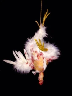 Animal Prop Hanging Chicken Plucked 5 Animal Prop Hanging Chicken Plucked -Bloodline Effects Store 60a069 6243dd71e3734b0a9ba502d5bc67aacbmv2