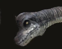 Brachiosaurus Static Display Prop -Bloodline Effects Store 60a069 62bab6eaa88b4afcb49a3d23616df703mv2