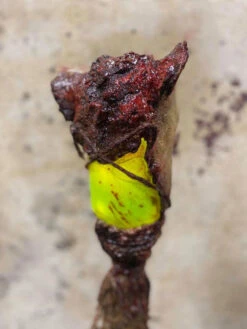 6' Lighted Pig Head Swamp Stick 9 6' Lighted Pig Head Swamp Stick -Bloodline Effects Store 60a069 64a310739fca40528e4125bfe1a52100mv2