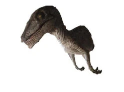 Raptor Half Static Prop -Bloodline Effects Store 60a069 6af65f1e86a149149f8d0eca960b06bcmv2