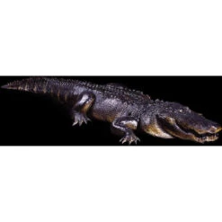 Hungry Gator Animatronic