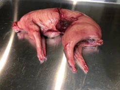 Rabbit Prop Skinned -Bloodline Effects Store 60a069 7424bf13b4c24c2e9fe59f1baf693faamv2