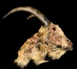 Animal Prop Goat Head Rotted Deluxe -Bloodline Effects Store 60a069 77f959c871a645a38b7b35a6e735e8acmv2