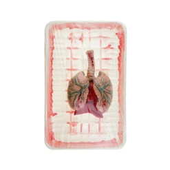 Butcher Shop Lung -Bloodline Effects Store 60a069 78d85d6a221549c394e059a72d4838e6mv2