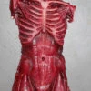 Muscle Torso Skin -Bloodline Effects Store 60a069 792afc0b3695472e95a68f78047b7b87mv2