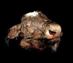 Animal Prop Calf Head Rotted -Bloodline Effects Store 60a069 857c6951eb7d49e78a6d90ff23667a35mv2