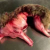 Animal Prop Rabbit Skinned With Fur - Large -Bloodline Effects Store 60a069 86d583d19b9e494a92da83198a0fe205mv2