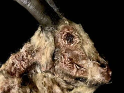 Animal Prop Goat Head Rotted Deluxe -Bloodline Effects Store 60a069 8a3811f5e74e47d89519e7162bcfe602mv2