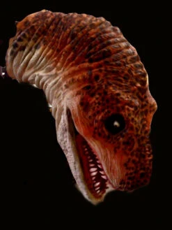 Dino Attack Animatronic -Bloodline Effects Store 60a069 93245887038c4451b0019a4542f5d758mv2