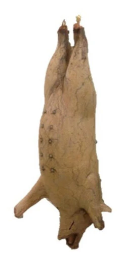 56" Hanging Pig Prop -Bloodline Effects Store 60a069 aaf59090ab62446289cc56c18217eef9mv2