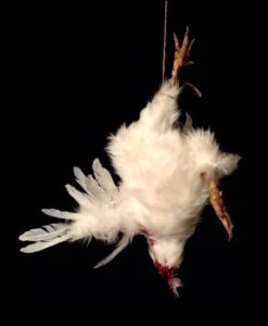 Animal Prop Chicken Headless -Bloodline Effects Store 60a069 ab1802ba3b274b1da3cacb0009a4886fmv2