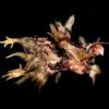 Animal Prop Chicken Rotting -Bloodline Effects Store 60a069 b6107227ff454ee7855d43e7e0bd4f78mv2