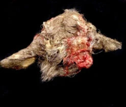 Animal Prop Goat Head Rotted Doe -Bloodline Effects Store 60a069 b989ef767adf4c909634ba1553476fe6mv2