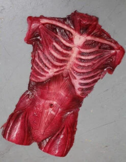 Muscle Torso Skin -Bloodline Effects Store 60a069 bdeb27945b0d44298f29283d32232a5fmv2