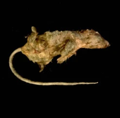 Animal Prop Large Rotting Rat -Bloodline Effects Store 60a069 ce3cecc2caae485ca66040f3ccba3d7emv2