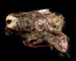 Animal Prop Calf Head Rotted -Bloodline Effects Store 60a069 dec9b8c5810546dfbe06a39942a5d058mv2