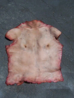 Human Torso Skin -Bloodline Effects Store 60a069 ea42a60f7ba14787ad87e95b491639a1mv2