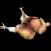 Putrid Gutted Chicken Prop -Bloodline Effects Store 82c588 03ea2525d8524f16bd89fd9e107ac7c7mv2