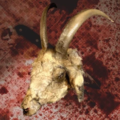 Animal Prop Goat Head Rotted Buck