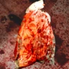 Bloody Bag Flesh -Bloodline Effects Store 82c588 0bee80251f1e4042b195cdfcbe81cf65mv2