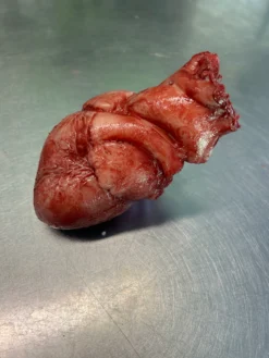 Silicone Human Heart