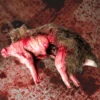 Skinned Rabbit With Fur 1 Skinned Rabbit With Fur -Bloodline Effects Store 82c588 19ff13203626443f84c9f5425d3d61cemv2