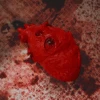 Bloody Heart Prop -Bloodline Effects Store 82c588 38a82afaa1be42509a50dd3c74882d21mv2