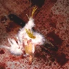 Animal Prop Hanging Chicken Plucked 1 Animal Prop Hanging Chicken Plucked -Bloodline Effects Store 82c588 39f8507199a34c808e9bcafea2ae2db5mv2