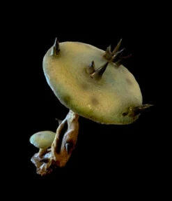 13” Tall Spiny Mushroom Prop -Bloodline Effects Store 82c588 3b472bd78df149b999e9374a4adc6641mv2