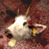 Animal Prop Goat Head Buck -Bloodline Effects Store 82c588 4abc49bf2d0d4328aedacfc7e7339a57mv2