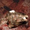 Animal Prop Calf Head Rotted -Bloodline Effects Store 82c588 4f65483c452f4dc098daba54bd431b5emv2