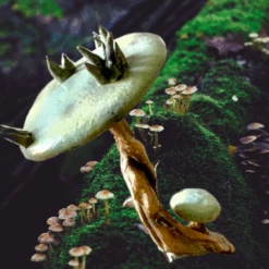 13” Tall Spiny Mushroom Prop -Bloodline Effects Store 82c588 6bb8a187e90d4a078c94cedc4b5e4eecmv2