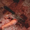 Severed Finger 1 Severed Finger -Bloodline Effects Store 82c588 72f250f297214d8eb00f4e8c4a5e9303mv2