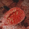Halloween Brain Prop, Fake Bloody Brain Body Organ -Bloodline Effects Store 82c588 748eaabc4dbb49f3bc6b4ae9eeee1ecbmv2