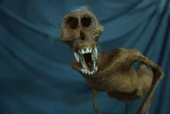 3 Ft. Feejee Mermaid Prop -Bloodline Effects Store 82c588 7972015cc81c42b48791324f14c97643mv2