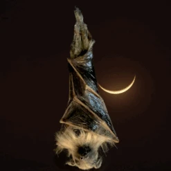 16" Custom Latex Bat -Bloodline Effects Store 82c588 8069beccf5f545728e4d60db9aac79c9mv2