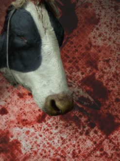 Severed Full Size Cow Head -Bloodline Effects Store 82c588 86e3511003ad425e9c0d909bd49bfae7mv2