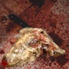 Animal Prop Goat Head Rotted Doe -Bloodline Effects Store 82c588 88e37d97dd3b4c90b054e0832398c0b6mv2