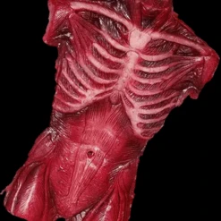 Muscle Torso Skin -Bloodline Effects Store 82c588 c19eb027cc664b409ec9ce217064b925mv2