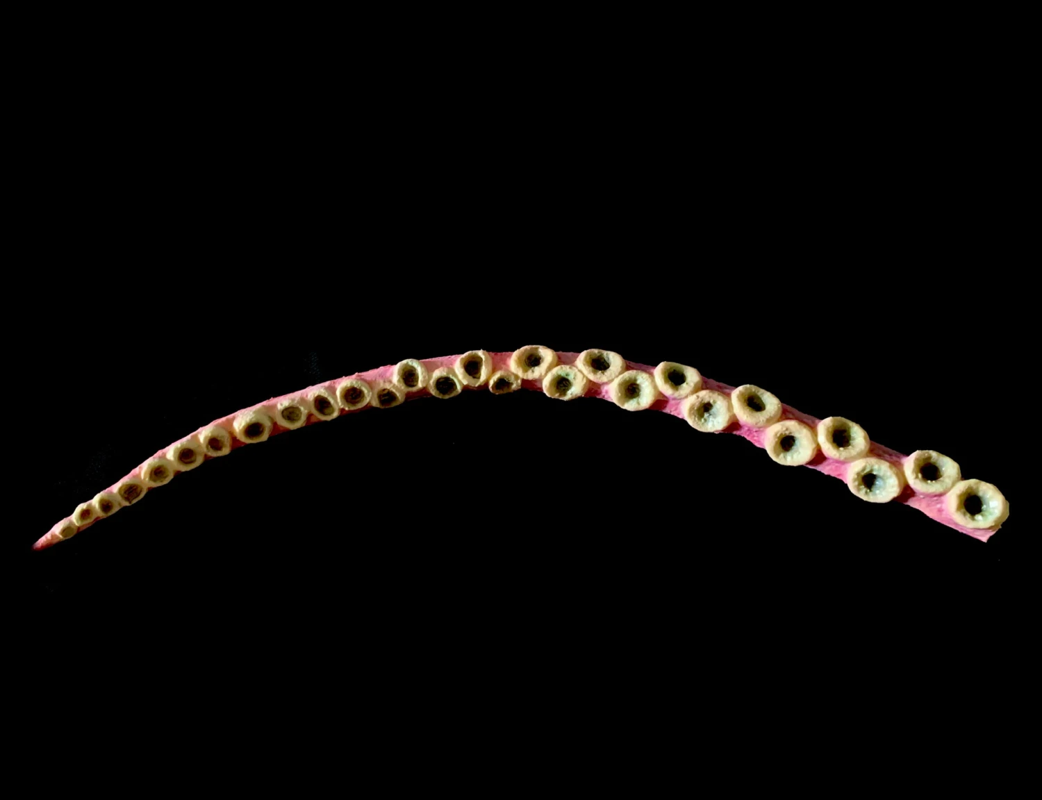 45 Inch Prop Flexible Tentacle. Latex Skinned 3 45 Inch Prop Flexible Tentacle. Latex Skinned